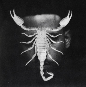 JHAYCO, SCORPIO - MYIPOP